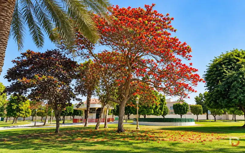 Trees in Green Belt Ladies Park 